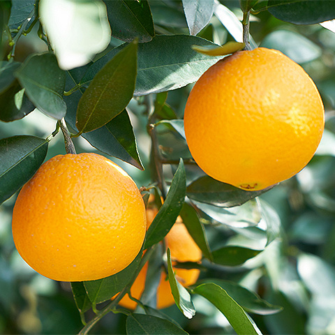 开云体育客户端APP下载热带水果四