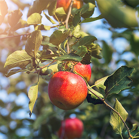 开云体育客户端APP下载热带水果五