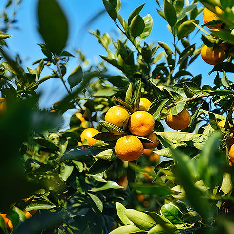 开云体育客户端APP下载热带水果六